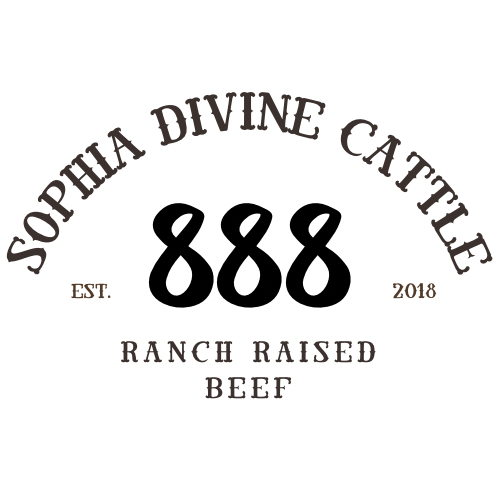 Sophia Divine Cattle  